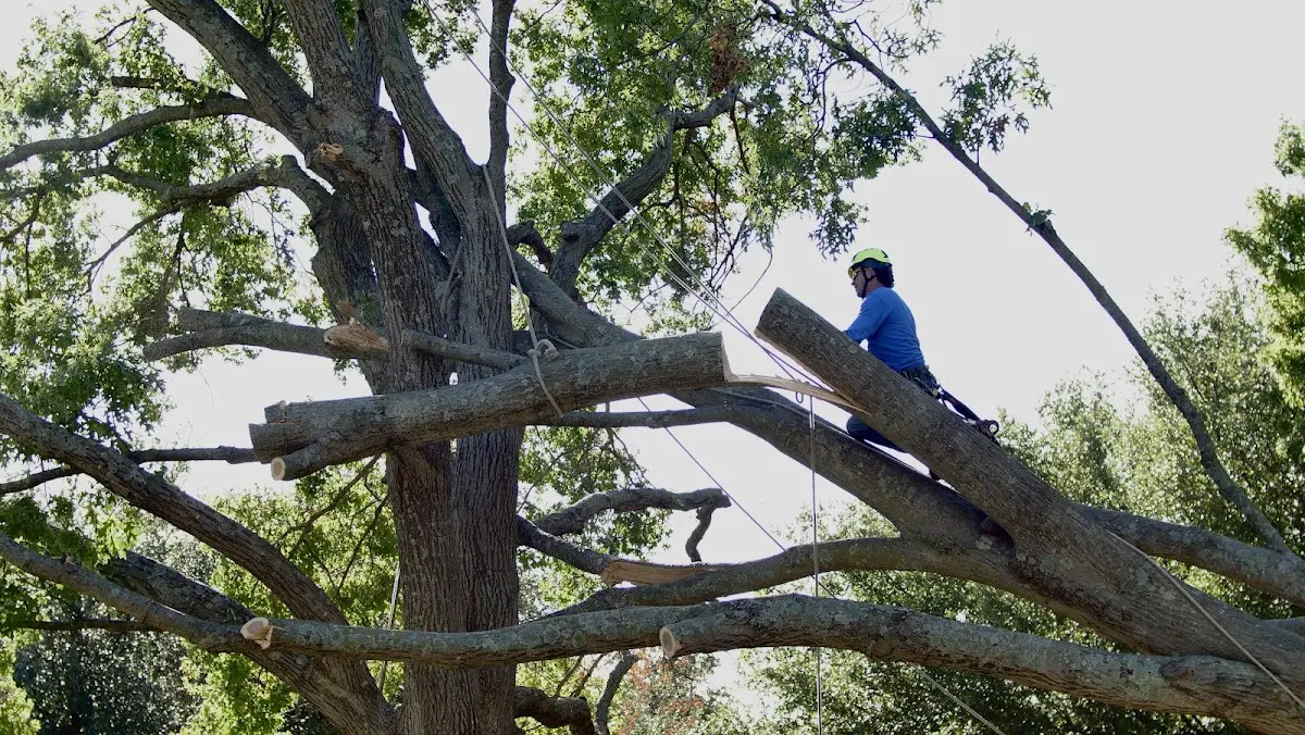 Professional Crown Thinning performed by certified arborists in Twin Brooks