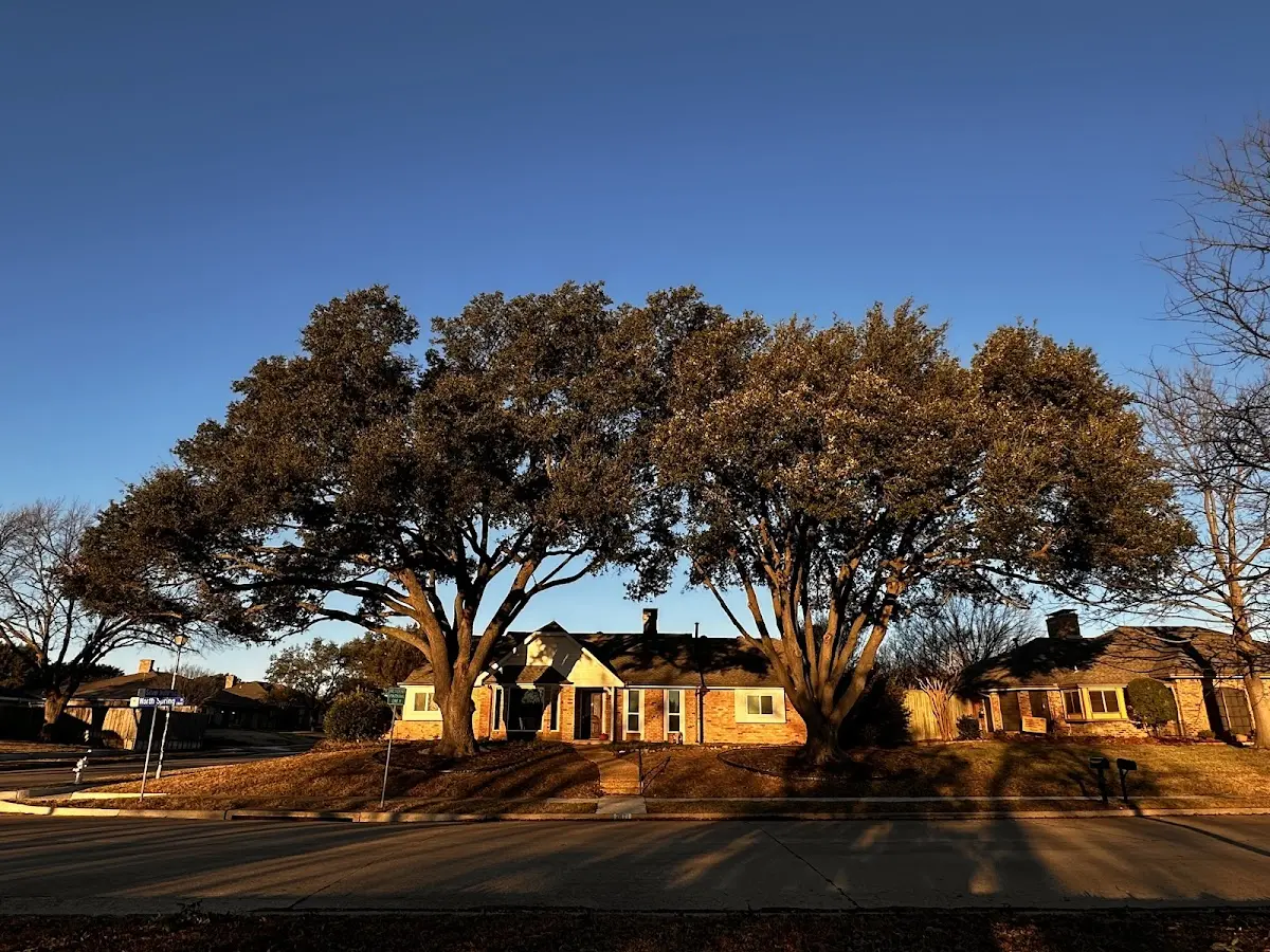Established residential canopy tree shading a home in Twin Brooks